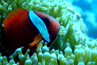 サンプルイメージ